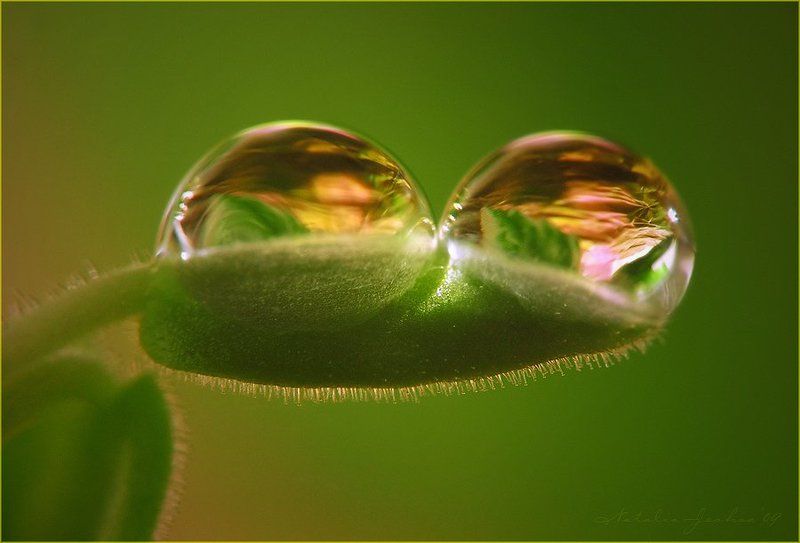 drop, water, air, капля, вода, воздух, natalia, jeshoa art-macro Пучеглазое макро фото превью