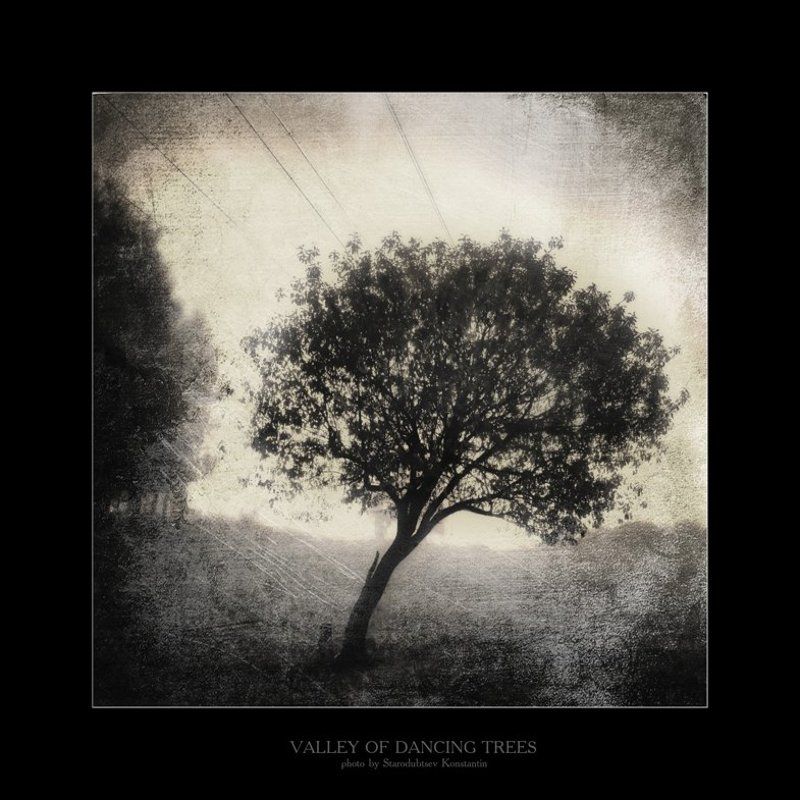 Valley of dancing trees... 5 фото превью