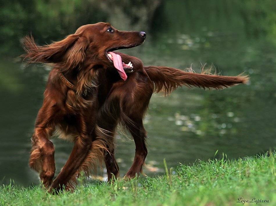 животные,собака, сеттер, Зоя Лаптева