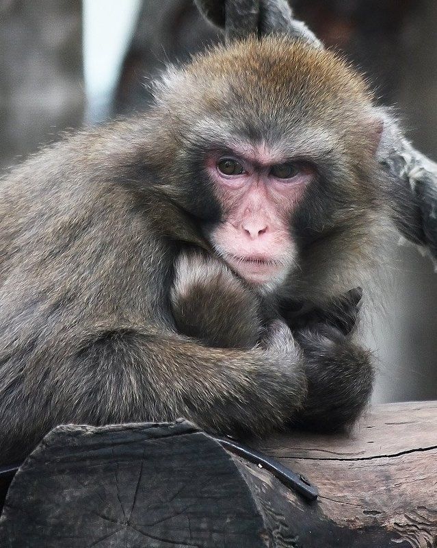 Задумался... фото превью