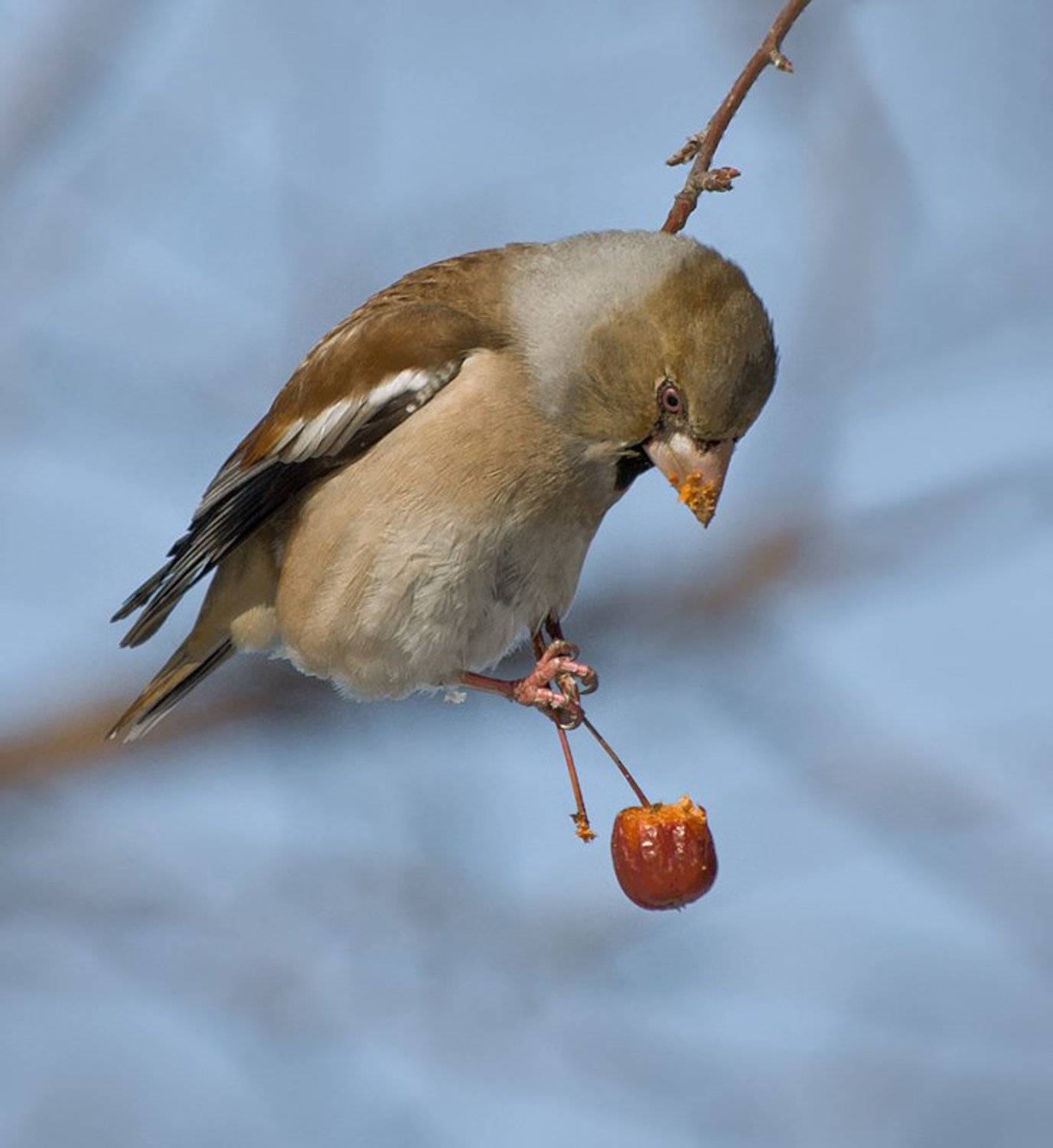 птицы,дубонос,фотоохота, Ravilin