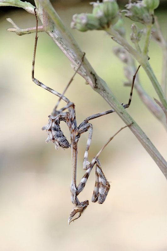 Эмпуза. фото превью