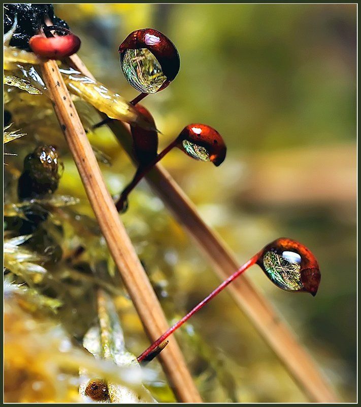 Глаза в другой мир. фото превью