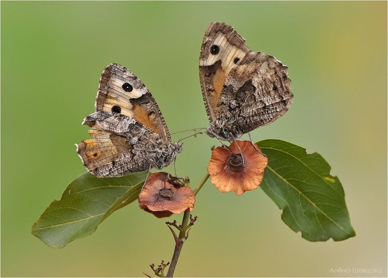 Подружки фото превью