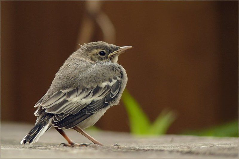 Нахохлился фото превью