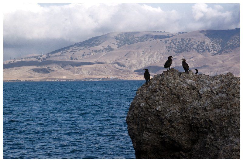 следящие за обстановкой фото превью