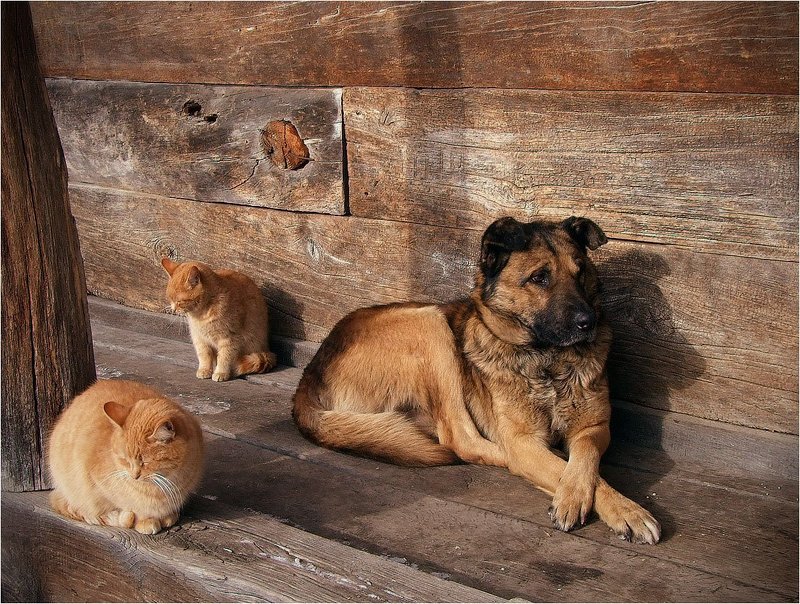 Союз рыжих фото превью