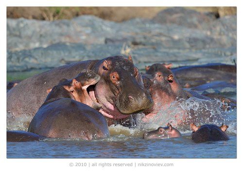 Здравствуйте, я ваша тётя!