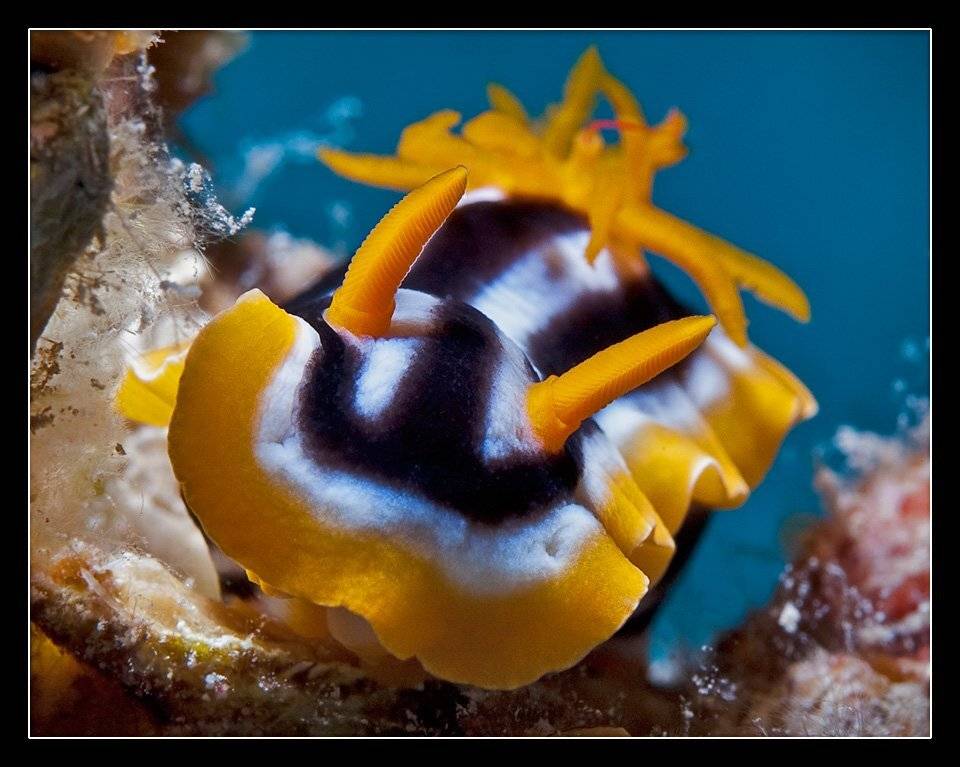 голожаберный, моллюск, пижама, Дмитрий