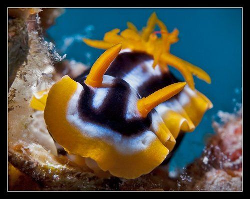 Голожаберный...