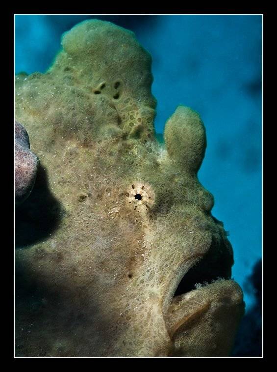 рыба, лягушка, frog, fish, Дмитрий