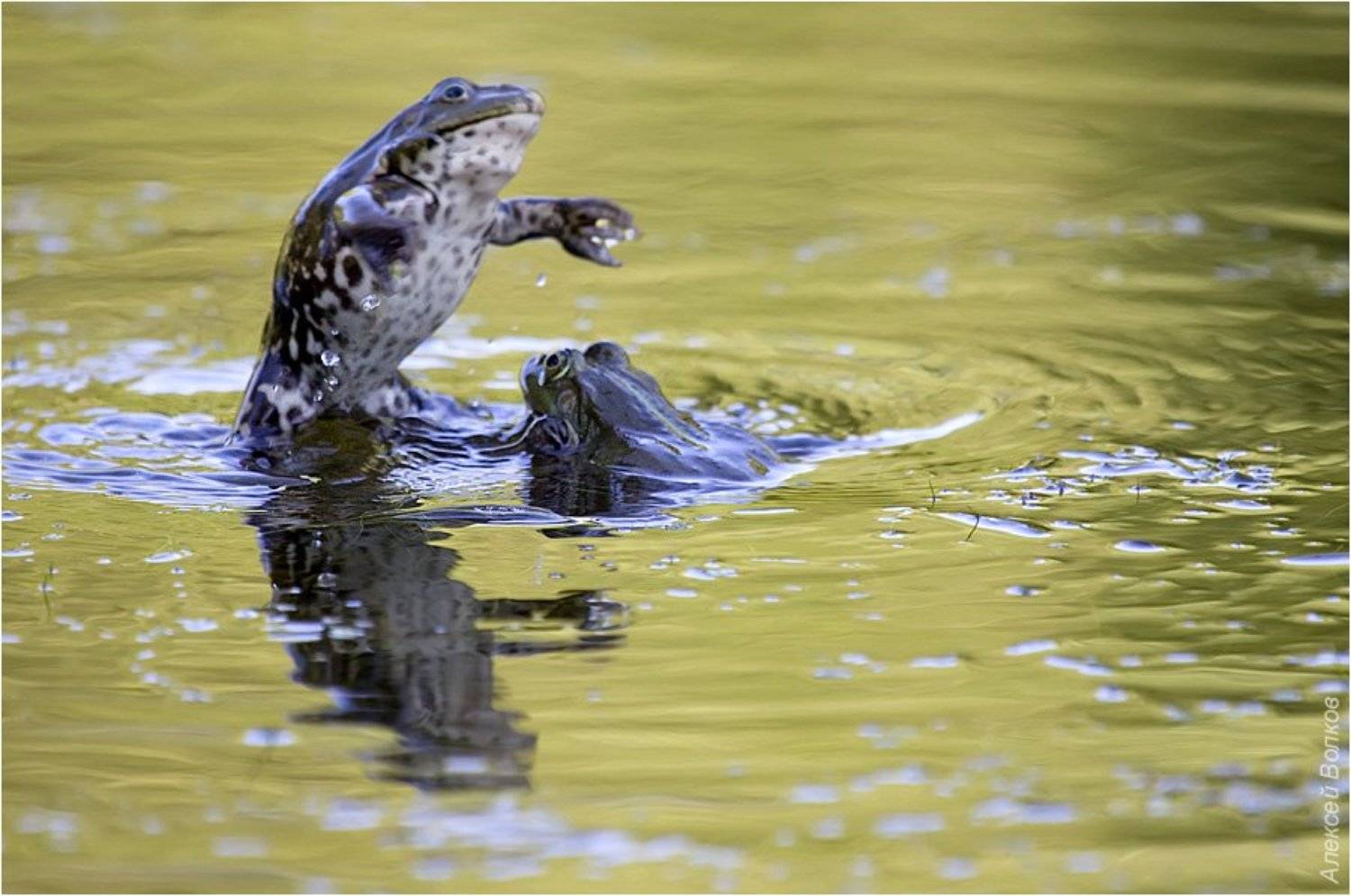 озёрные лягушки, дуэль самцов, rana ridibunda, Amazon-san