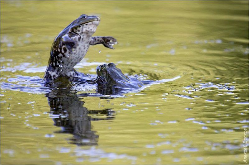 озёрные лягушки, дуэль самцов, rana ridibunda Стиль бешеного кролика фото превью