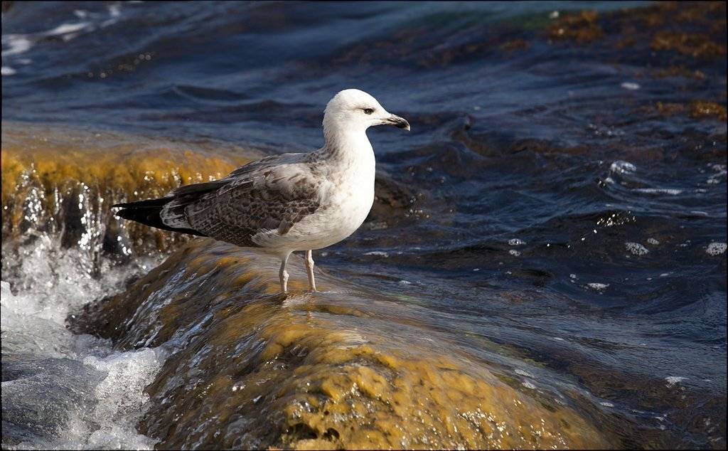 крым, кацивели, Лариса Гурьева