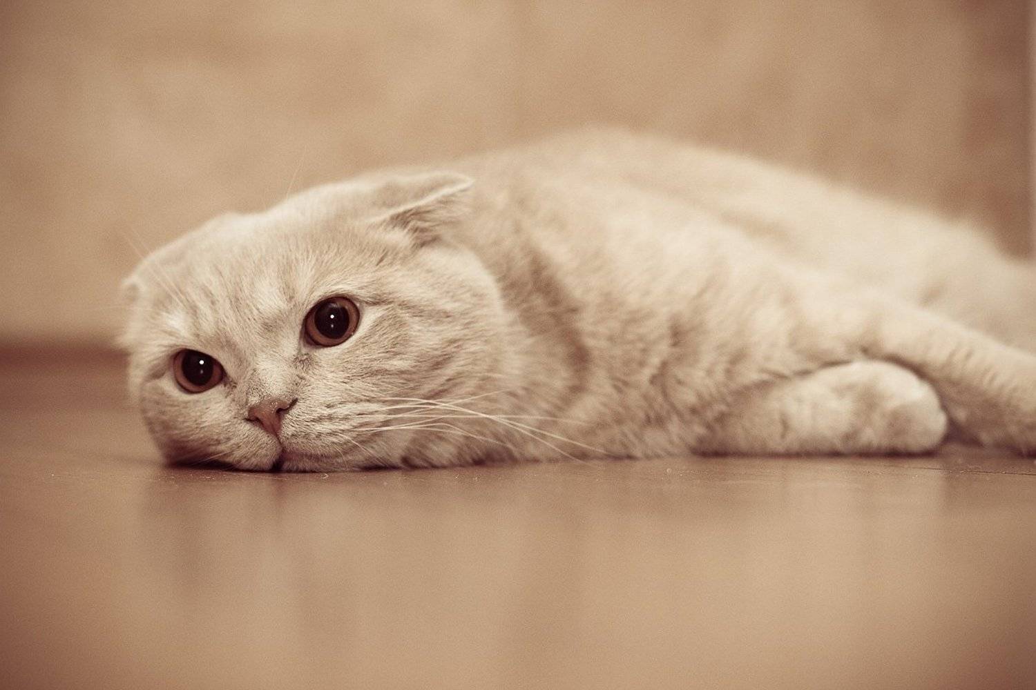 , Алексей Тарабрин