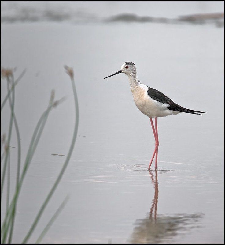 птица,ходулочник,фотоохота Красотка фото превью