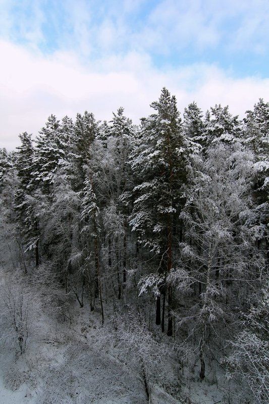 Там где живут белки...Первый снег...Пришла зима... фото превью