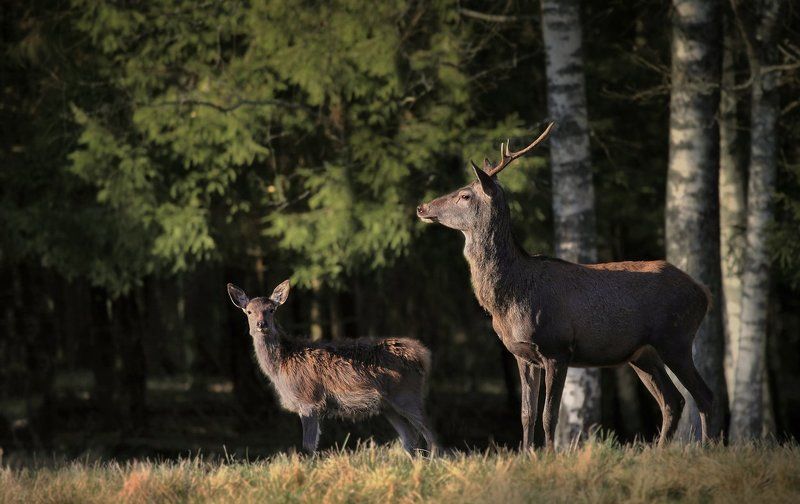 Благородный Олень фото превью