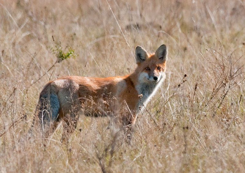 лиса Встреча фото превью