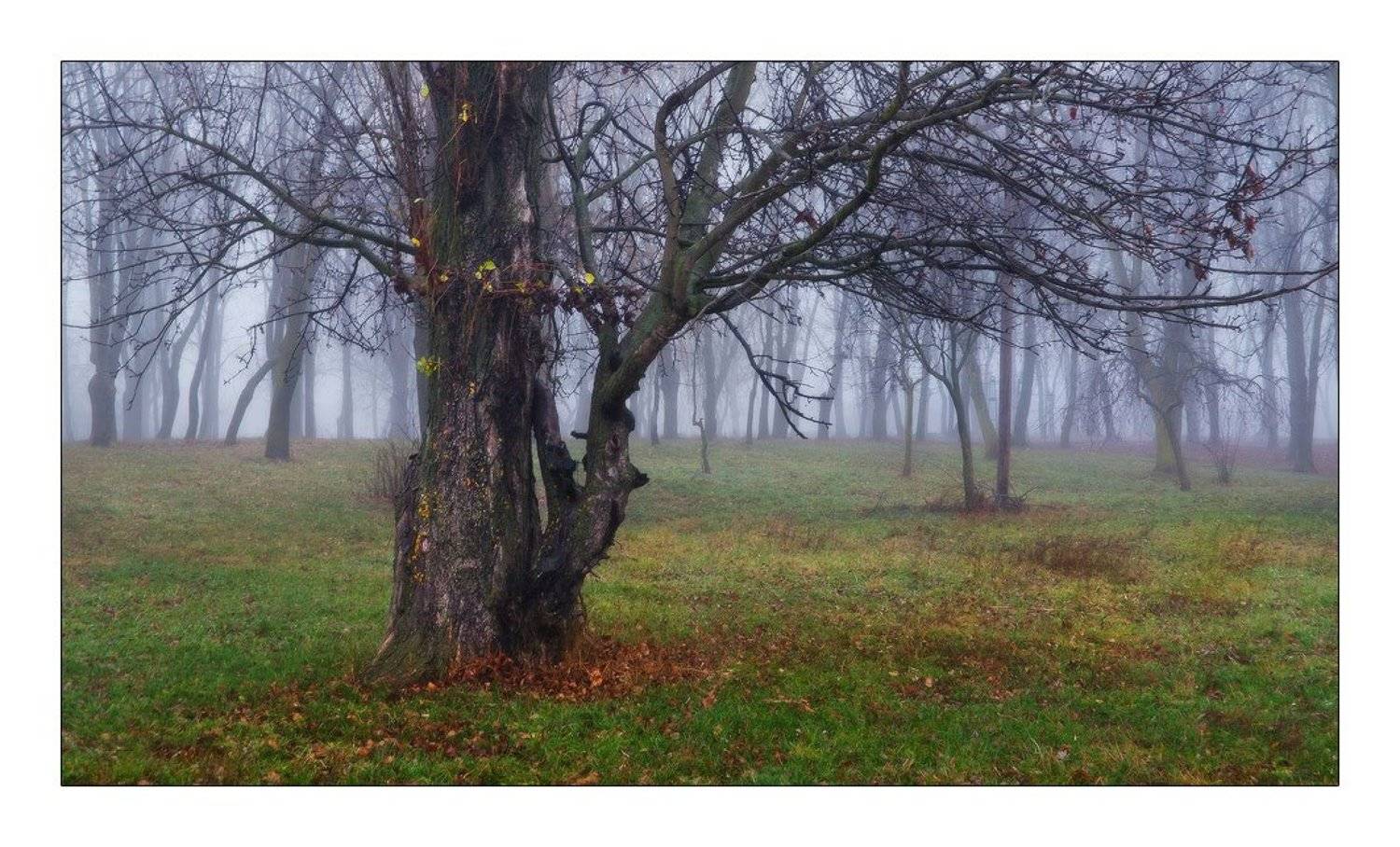 , Денис Кривой