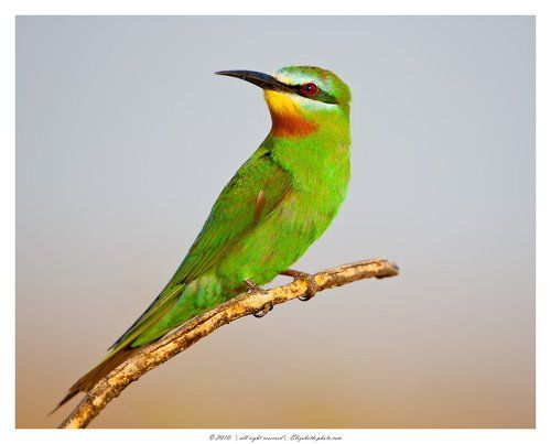 Зелёная щурка - Blue-cheeked Bee-eater