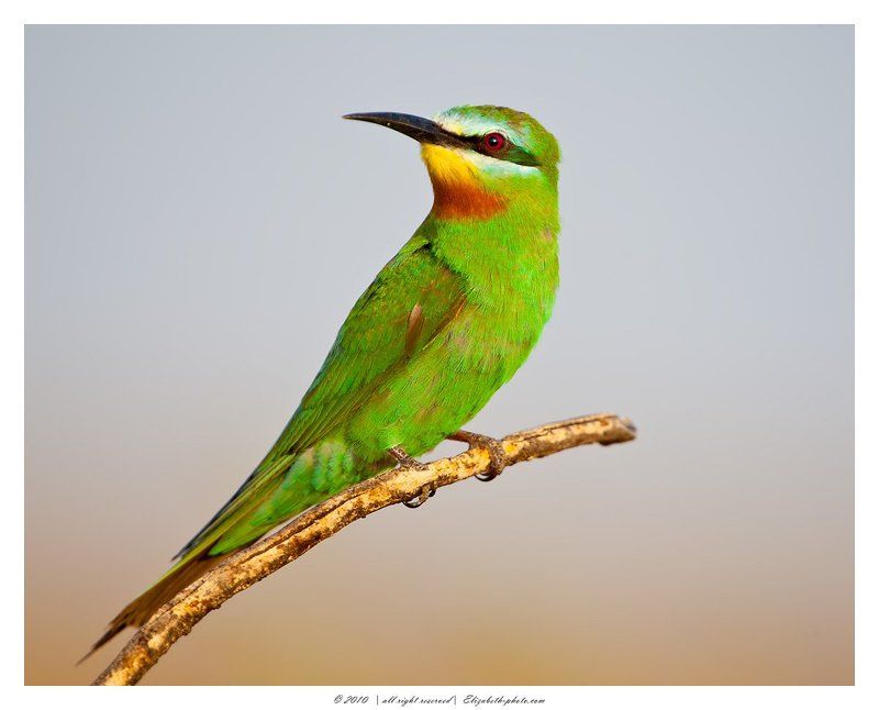 зелёная, щурка, merops, persicus, маныч, россия Зелёная щурка - Blue-cheeked Bee-eater фото превью