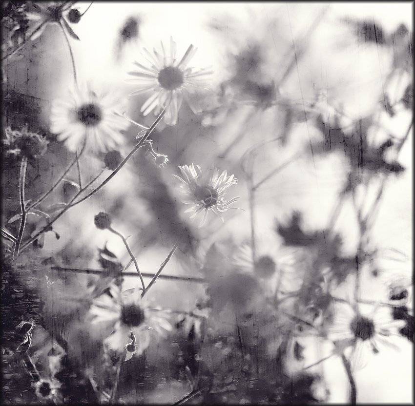 , Лана Тополева