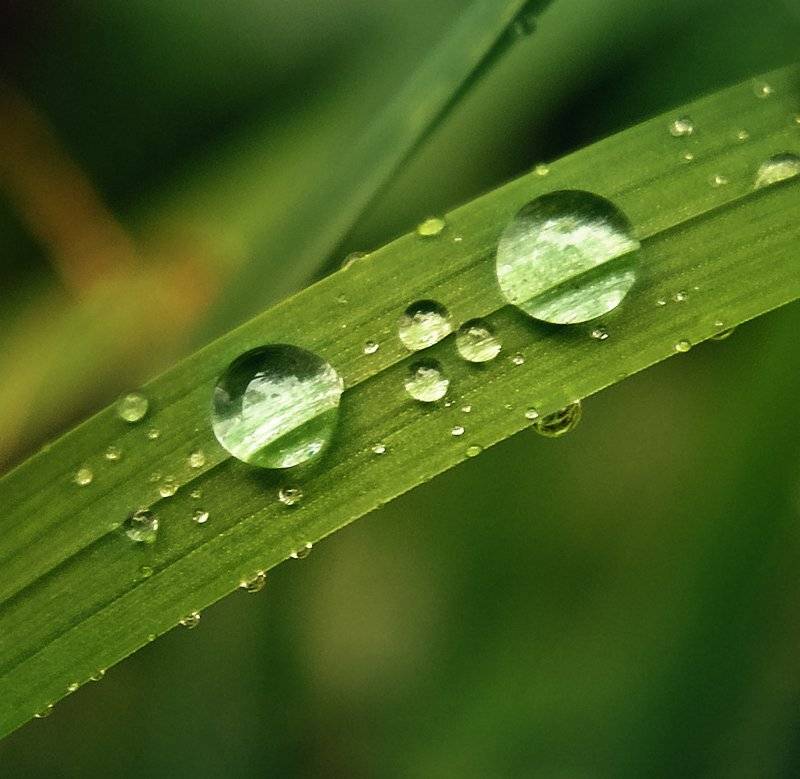 , Лана Тополева