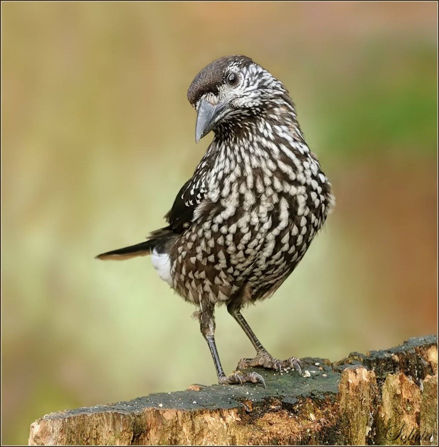 птицы, природа, кедровка, осень, Солисия