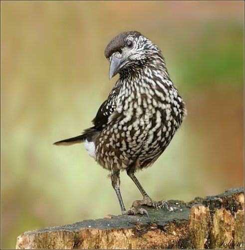 А где орешки?