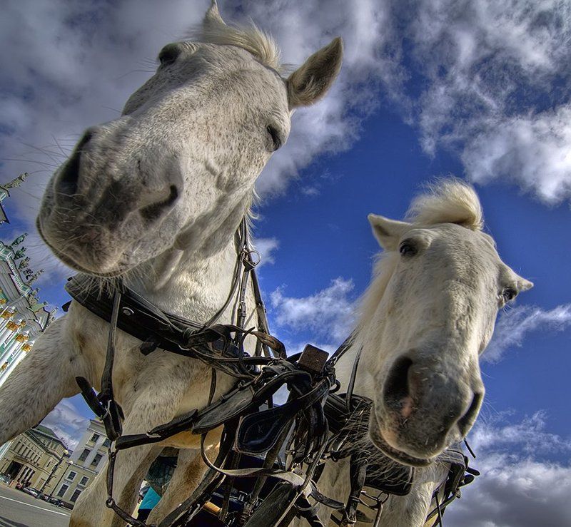 двое из ларца фото превью