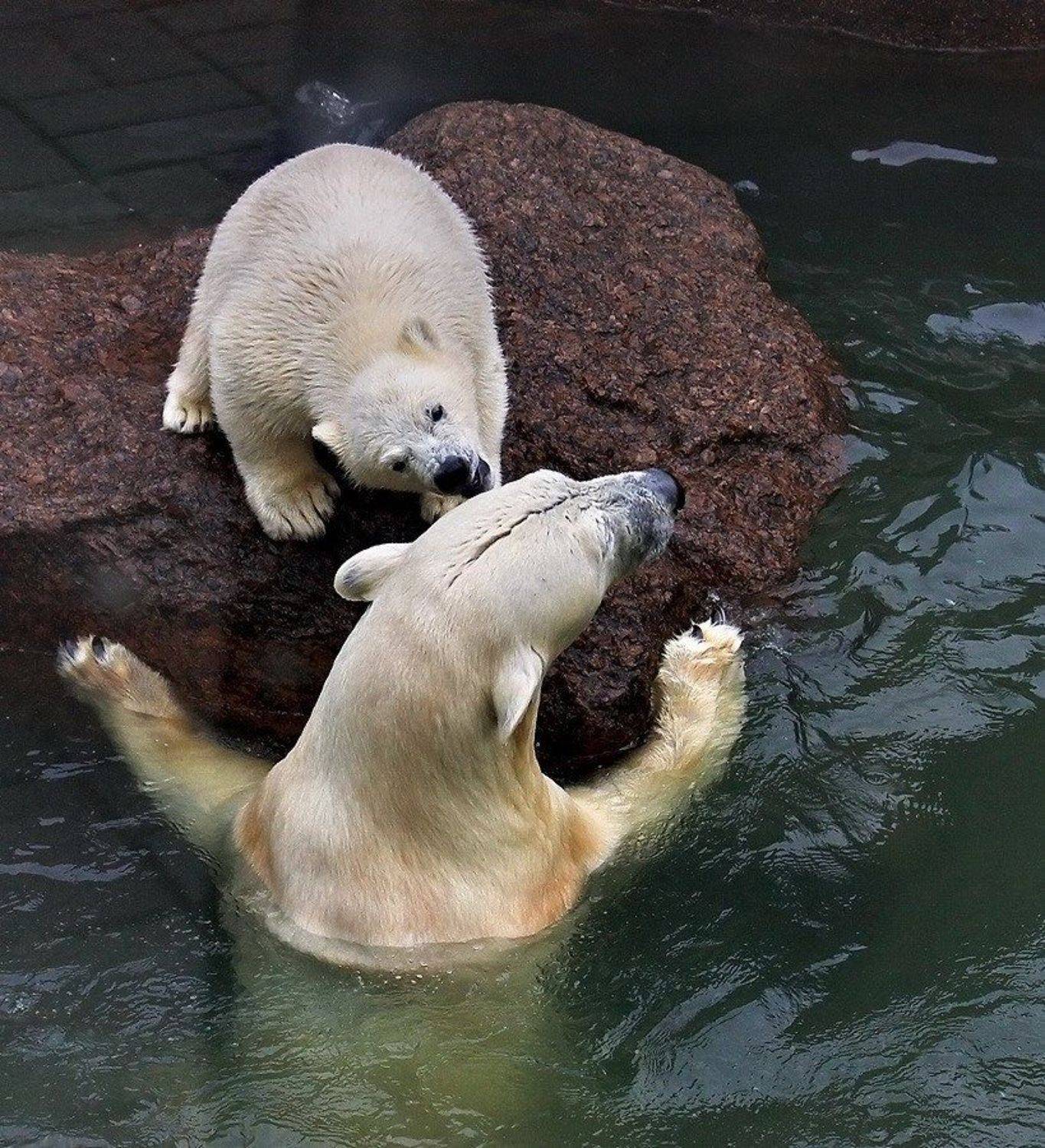 белый, медведь, медвежонок, игра, общение, Игорь