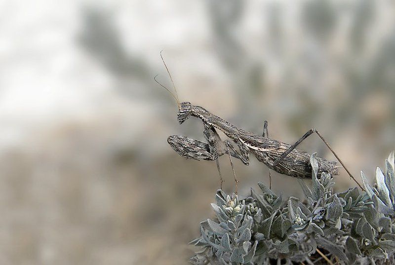 богомол просто богомол фото превью