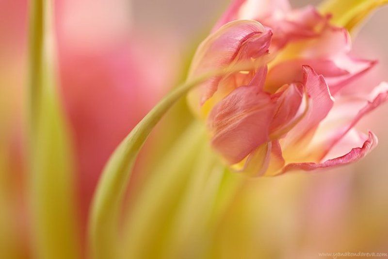 *** фото превью