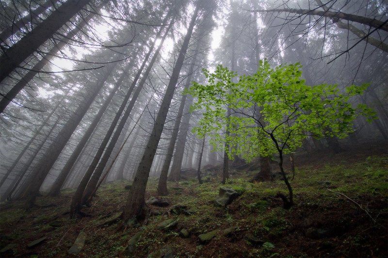 карпаты, природа, пейзаж, лес, утро, осень, дерево молодой фото превью