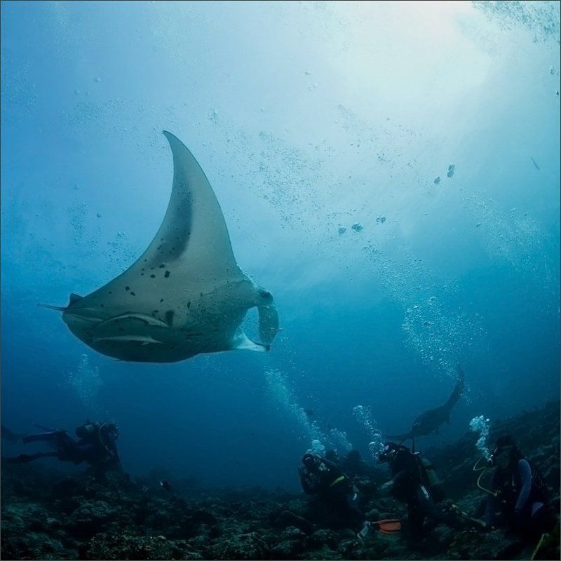 это_не_передать_словами Морские дьяволы фото превью