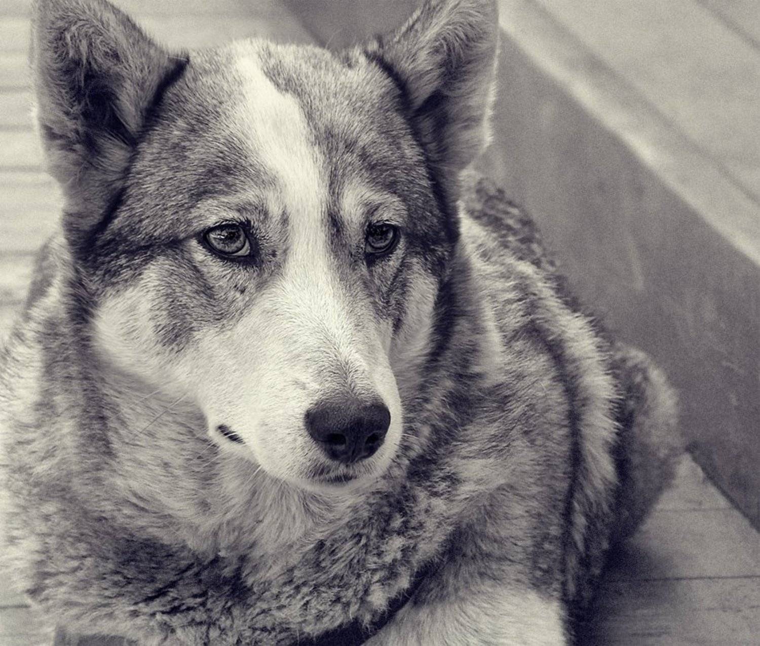 , Александр Коновалов