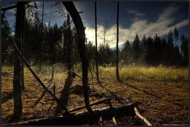 утро,лес,пайтина,туман,владимир,шипулин Тихим утром... фото превью