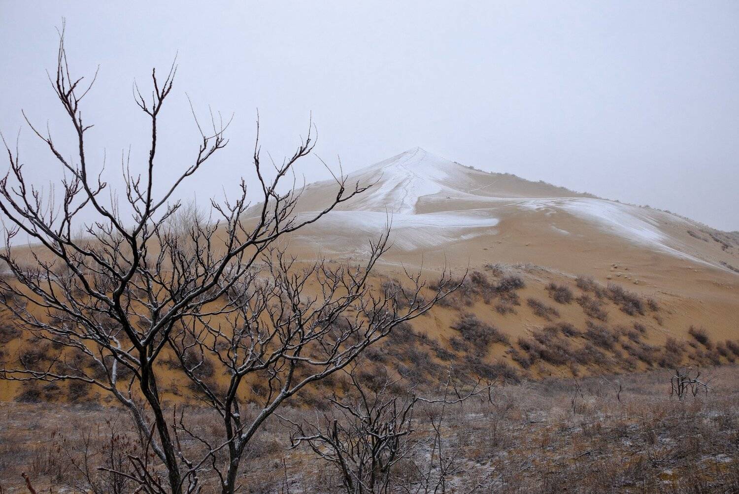 бархан,сарыкумский бархан,январь,зима,песок,снег,песчаный,японские мотивы,куст,деревце,ветви,вершина, Ксения Соварцева