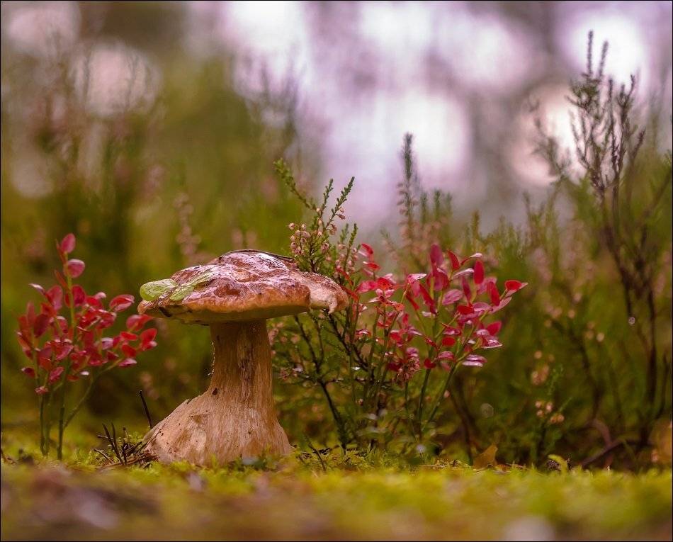 , Бурлов Андрей