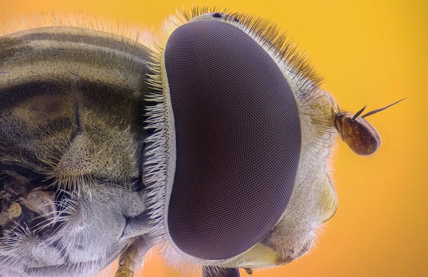 ceclii,macro,lgg4, extrememacro,  макро, Tsvetan Ganev