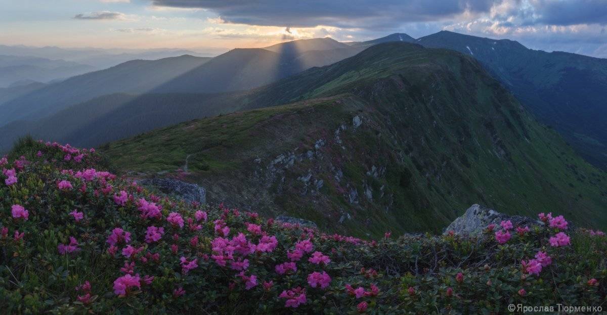 , Ярослав Тюрменко (Jaremi)