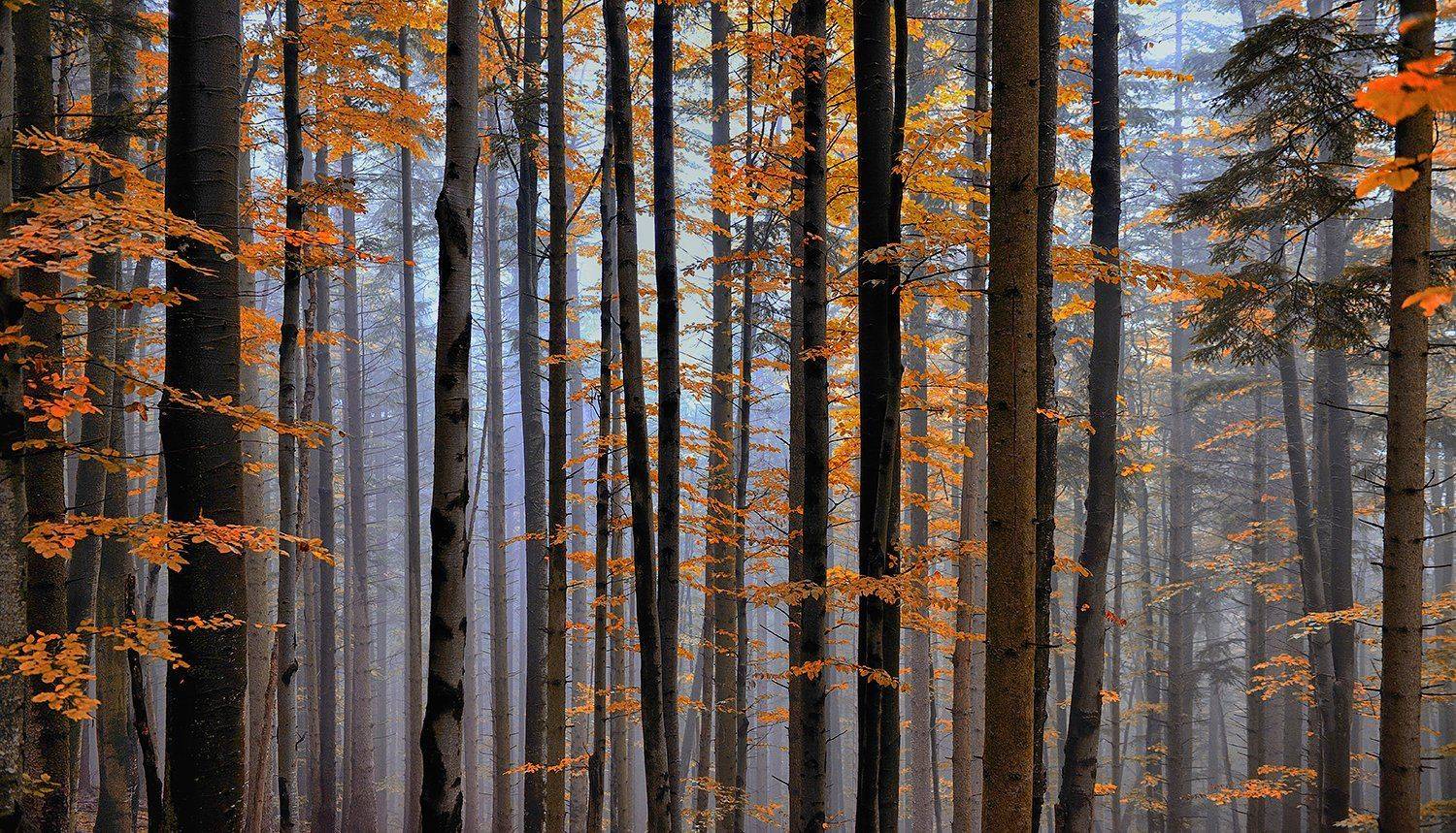 , Kantsyrenko Sergey