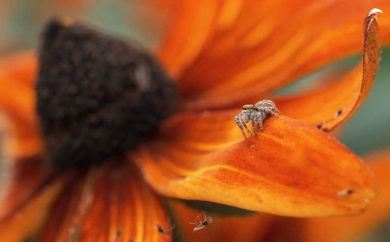 Охота фото превью