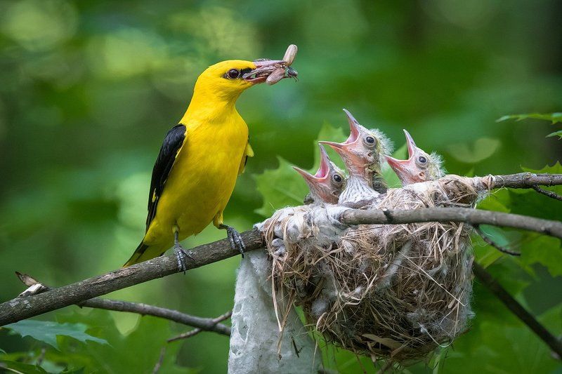 Кому жука? фото превью