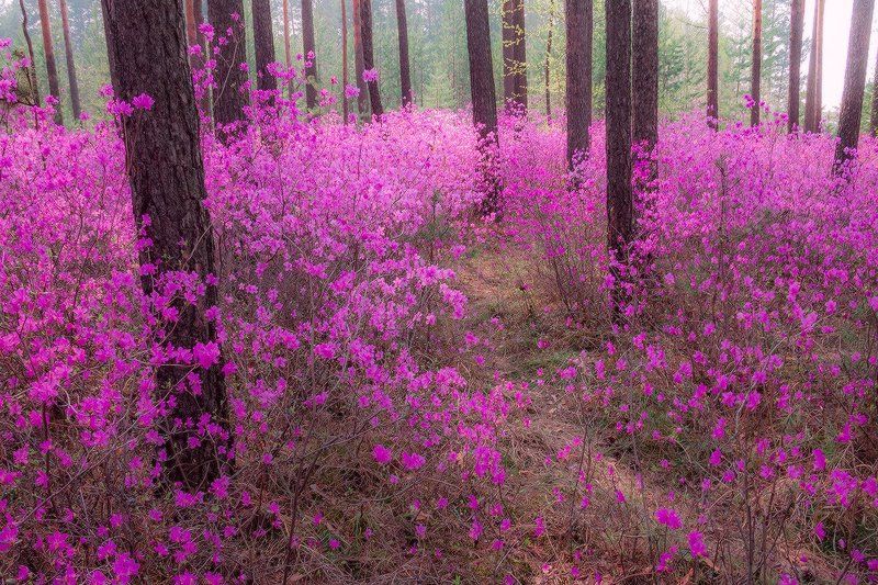 Майский пожар фото превью