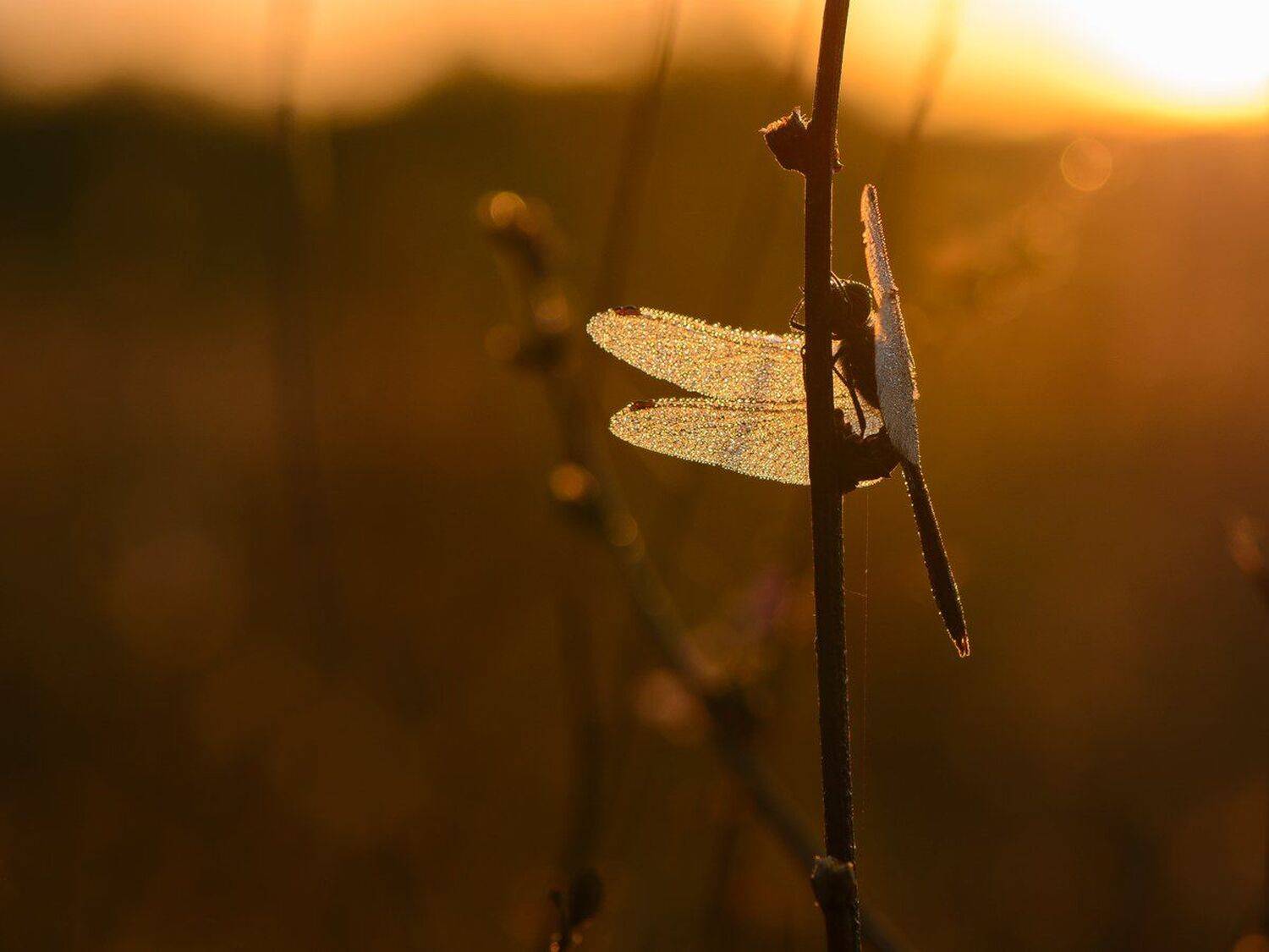 , Кузнецов Дмитрий