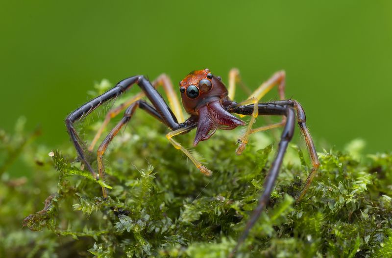 Spider 170919A фото превью