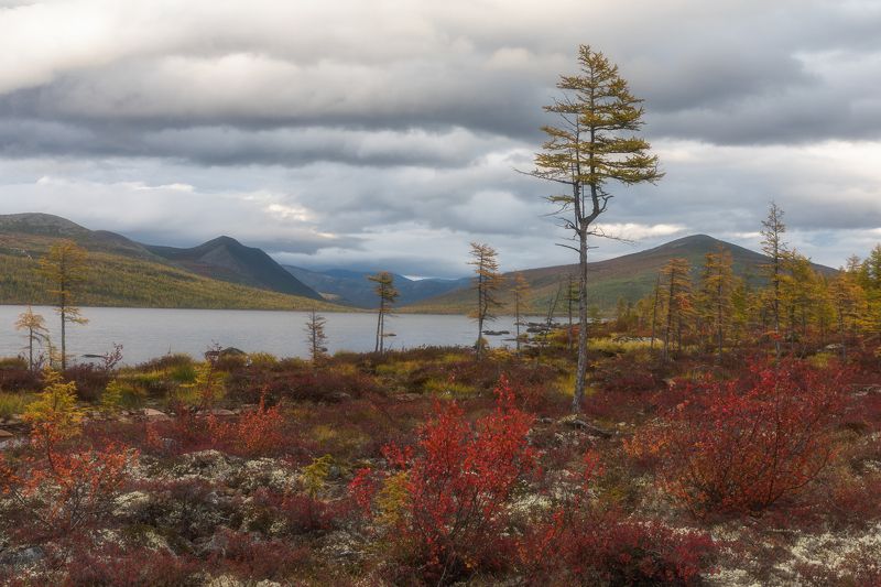 россия, колыма, осень, закат, магаданская, джека лондона Осенняя палитра фото превью