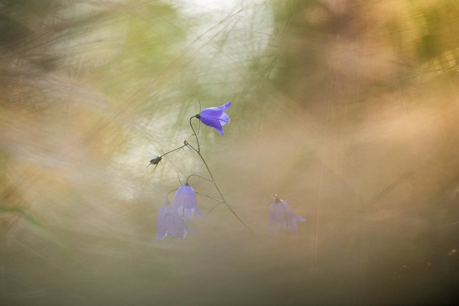 цветы,цветок,макро,растения,природа,колокольчик,боке,осень, Александр Иванов